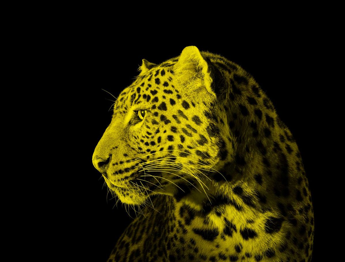 Locarno Film Festival